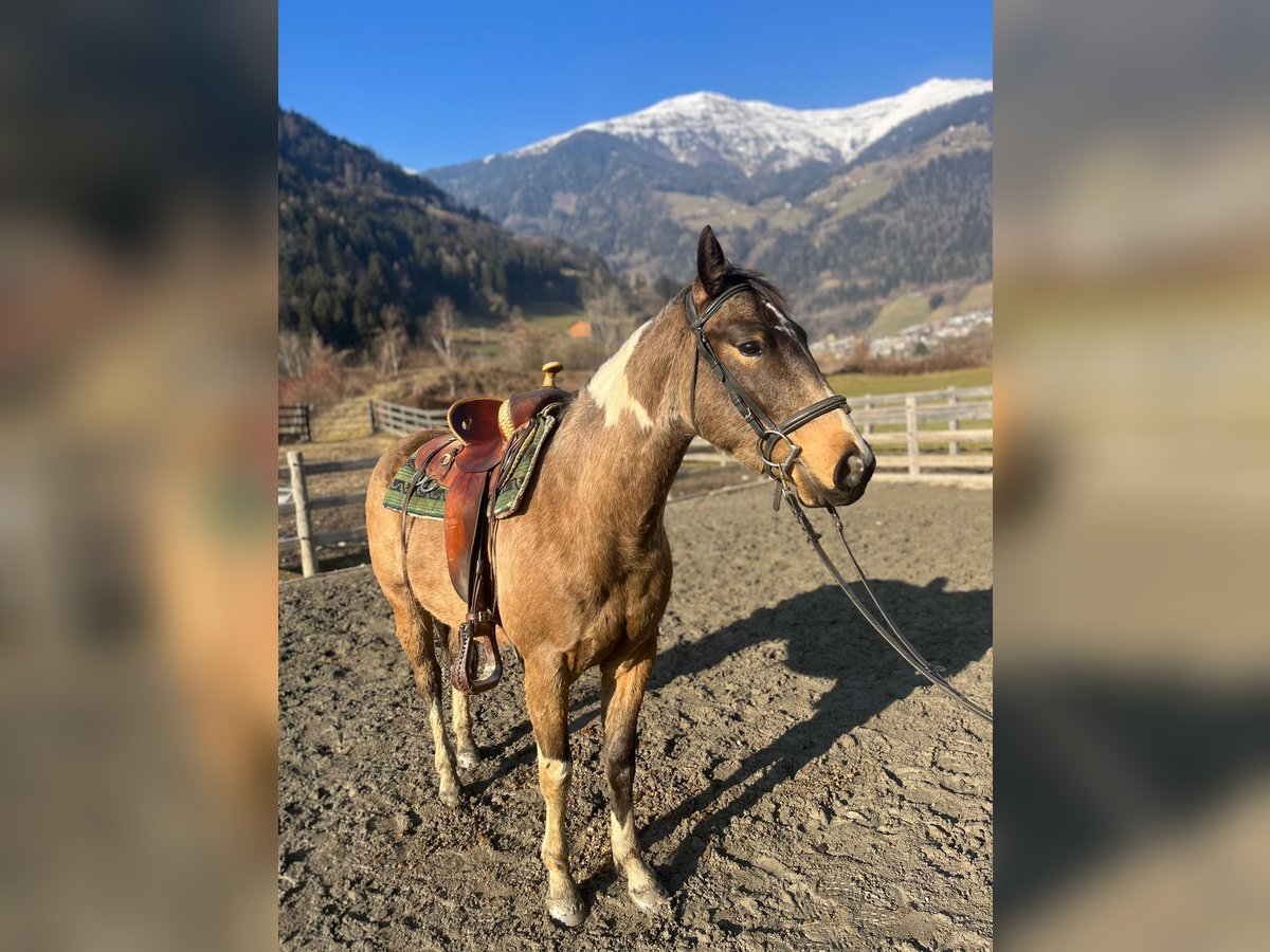 Paint Horse Castrone 3 Anni Pelle di daino in Sankt Leonhard in Passeier