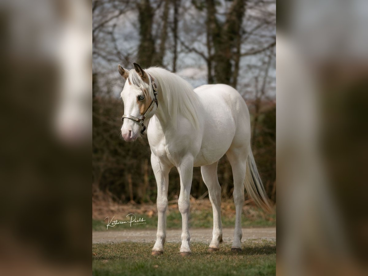 Paint Horse Castrone 4 Anni 145 cm in Moosthenning