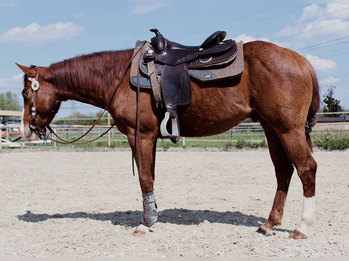 Paint Horse Castrone 4 Anni 145 cm Sauro in Lampertheim