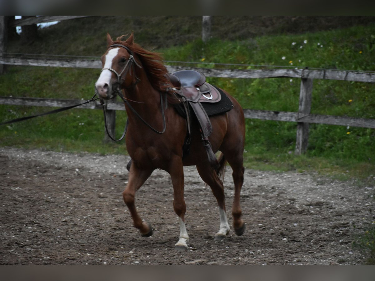 Paint Horse Castrone 4 Anni 150 cm Sauro ciliegia in Lesično