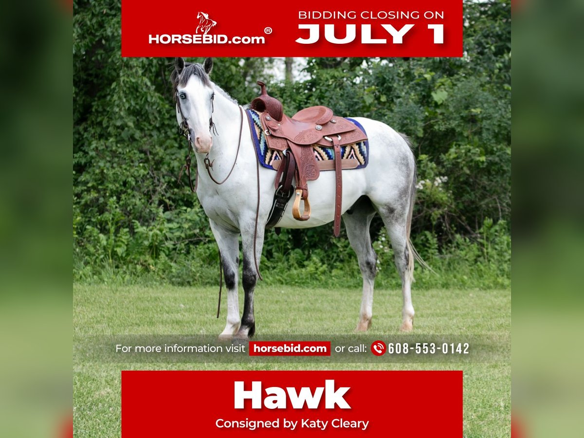 Paint Horse Castrone 4 Anni 152 cm Grigio in Dodgeville, WI