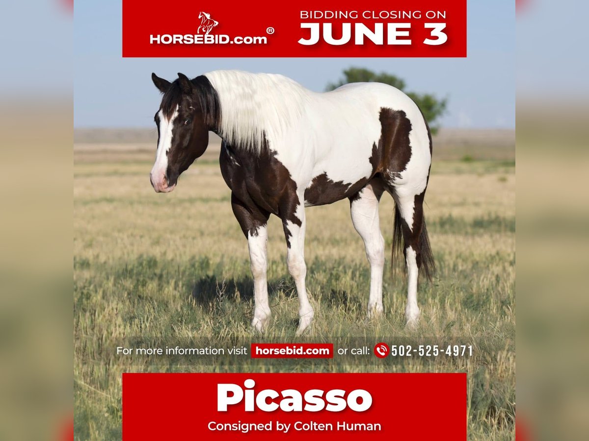 Paint Horse Castrone 5 Anni 150 cm Pezzato in Waco