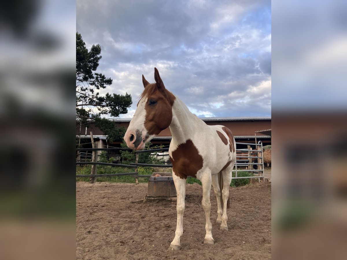 Paint Horse Castrone 5 Anni 150 cm Tobiano-tutti i colori in Brandenburg an der Havel