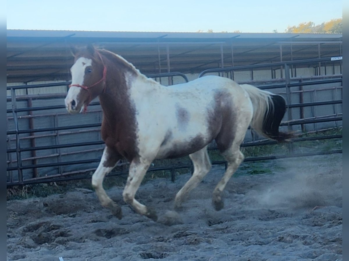 Paint Horse Mix Castrone 5 Anni 152 cm Tobiano-tutti i colori in Blackfoot