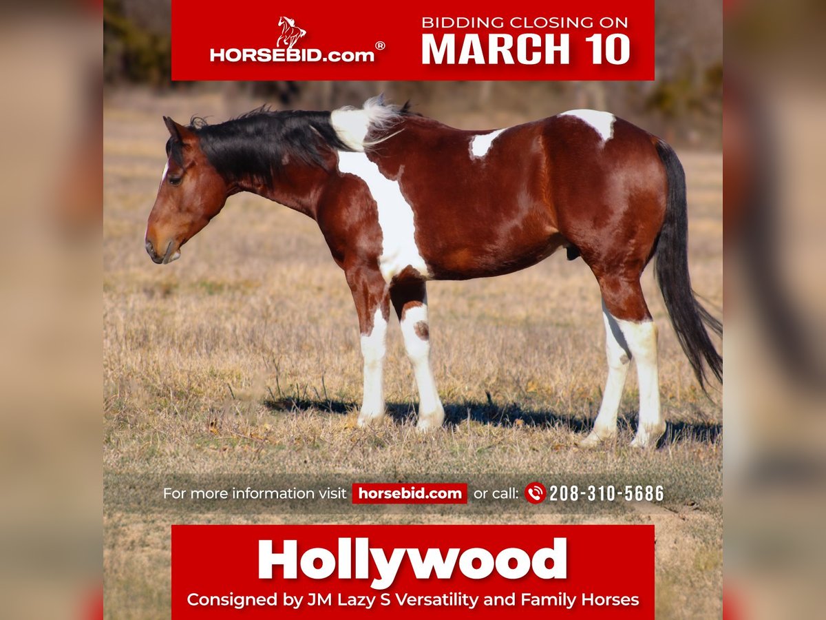 Paint Horse Castrone 5 Anni 152 cm Tobiano-tutti i colori in Baxter Springs, KS