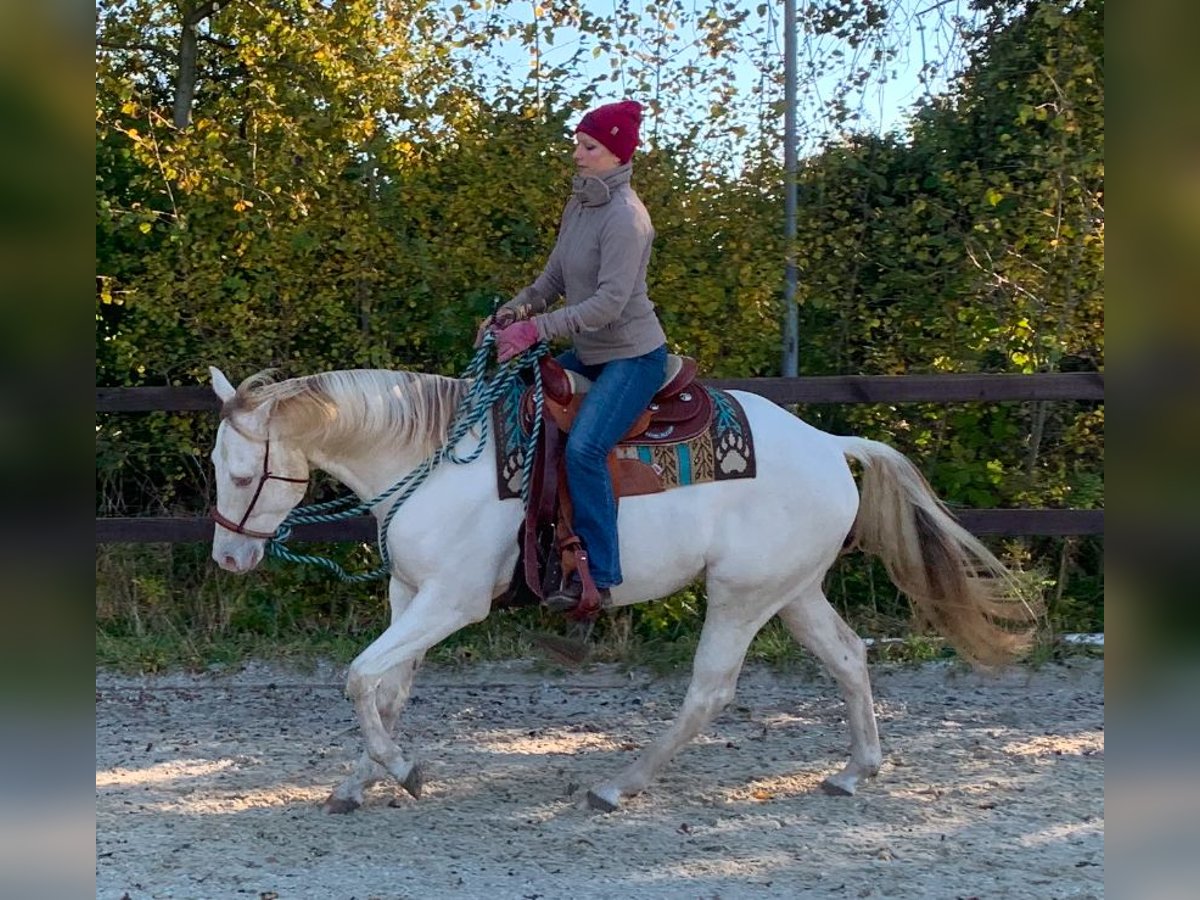 Paint Horse Castrone 5 Anni 153 cm Champagne in KirchnüchelMalente