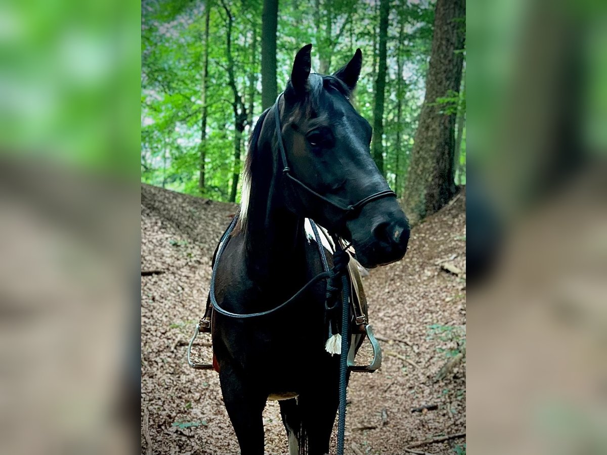 Paint Horse Castrone 5 Anni 155 cm Tobiano-tutti i colori in Asendorf