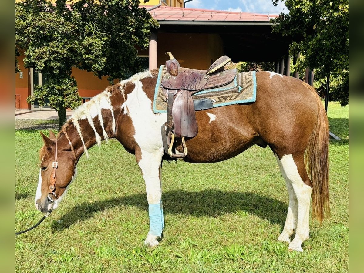 Paint Horse Castrone 5 Anni 158 cm in Parma