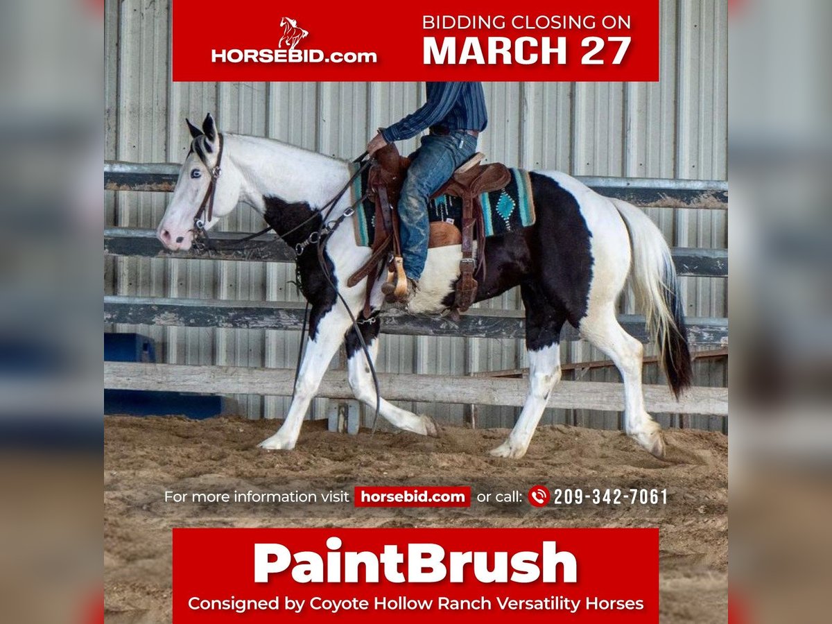 Paint Horse Castrone 5 Anni in Waterford, CA