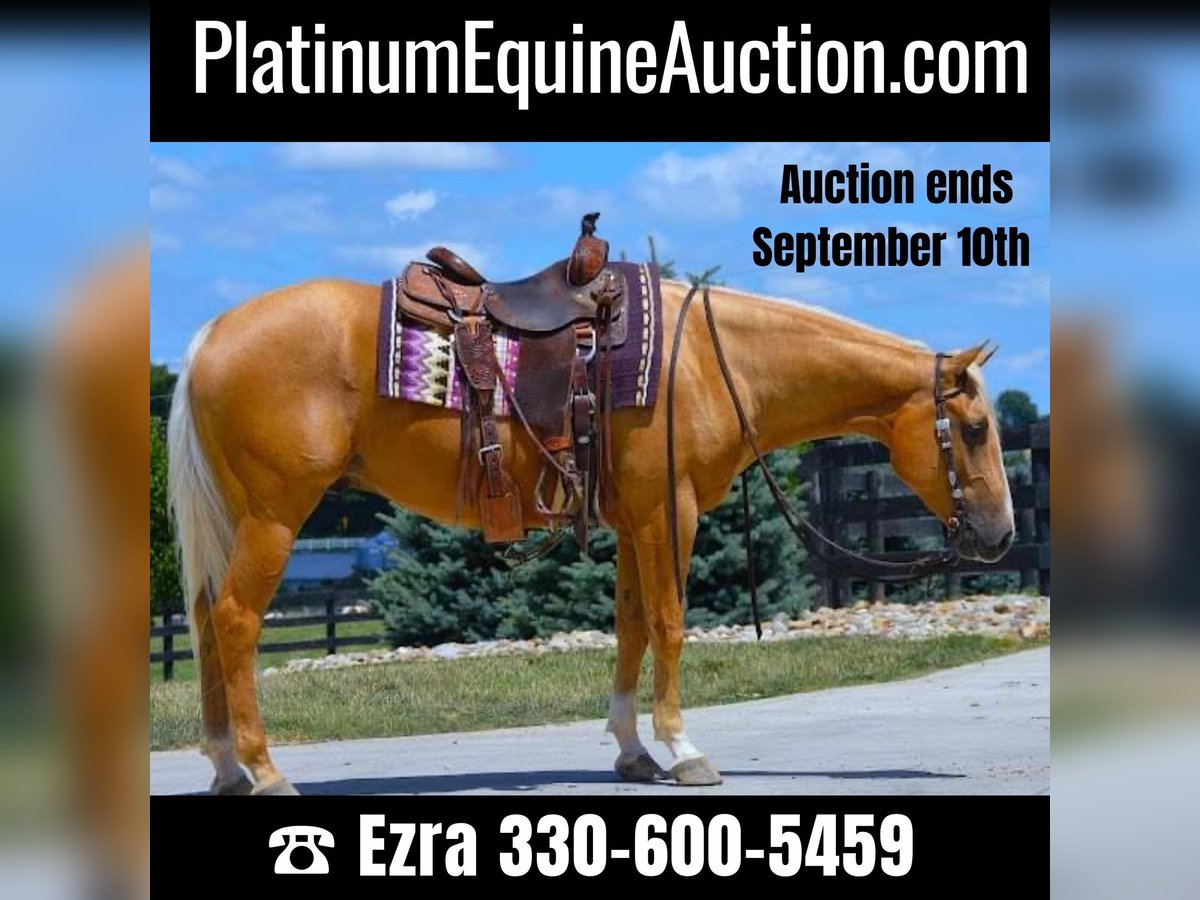 Paint Horse Castrone 6 Anni 152 cm Palomino in Wooster, OH