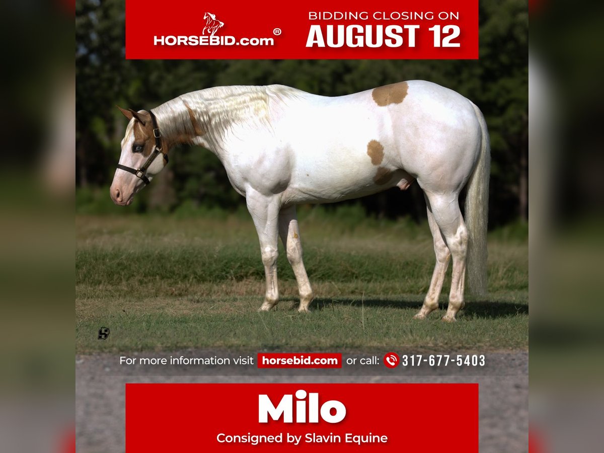 Paint Horse Castrone 6 Anni 152 cm Pezzato in Whitesboro, TX