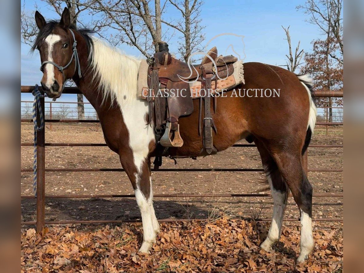 Paint Horse Castrone 6 Anni 152 cm Tobiano-tutti i colori in Morrilton, AR