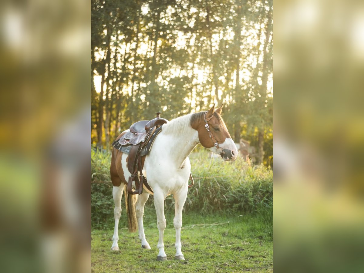 Paint Horse Castrone 6 Anni 154 cm Pezzato in Oosterzee