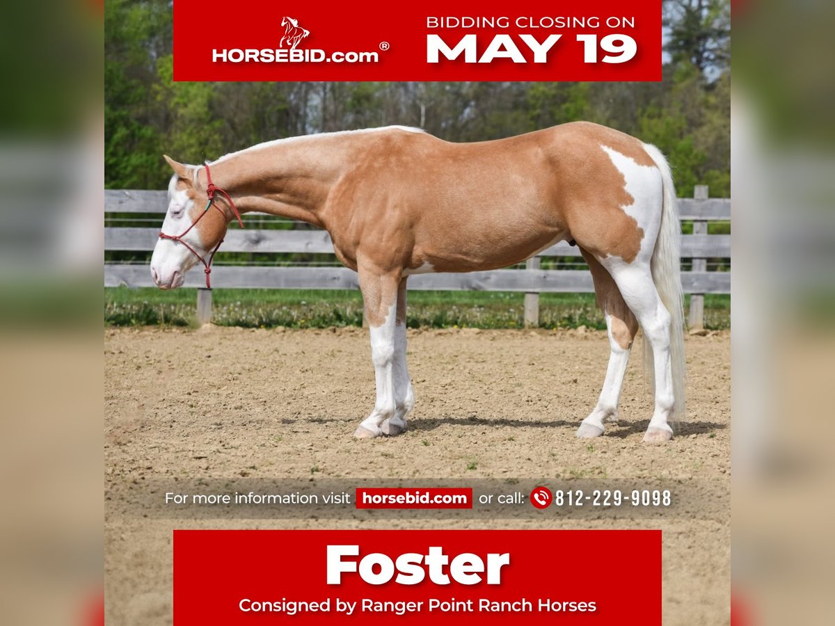 Paint Horse Castrone 6 Anni 160 cm Palomino in Brazil, IN