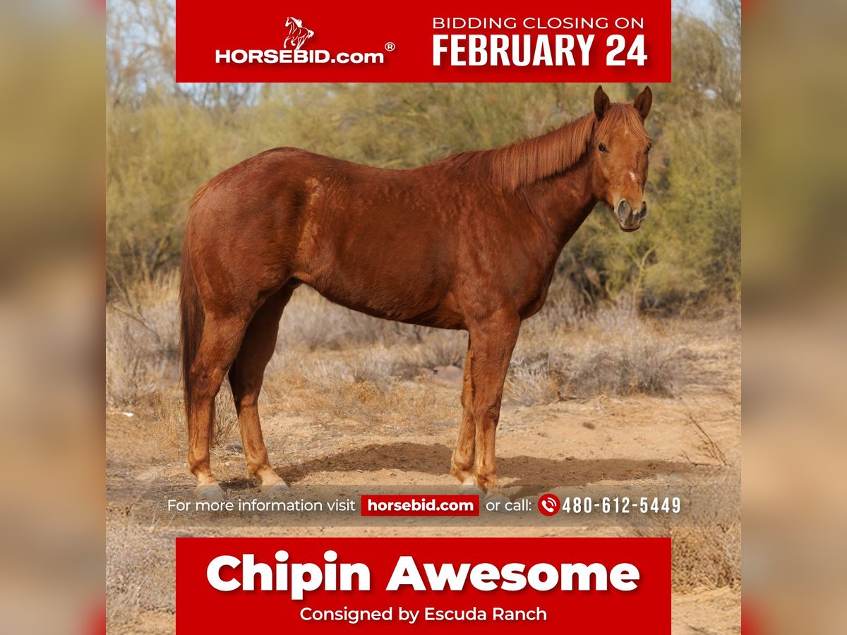 Paint Horse Castrone 6 Anni 168 cm Sauro ciliegia in New River, AZ