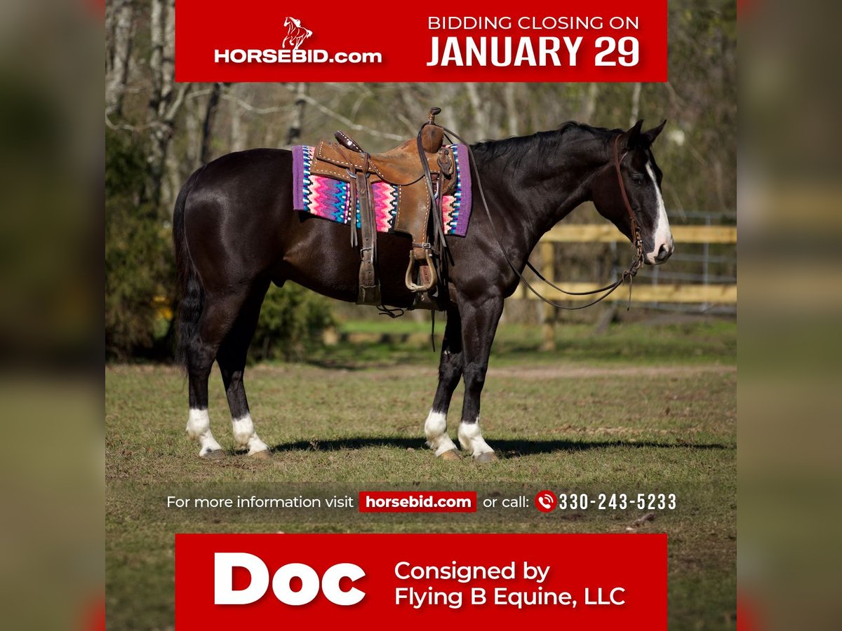 Paint Horse Castrone 7 Anni 150 cm Morello in Huntsville, TX