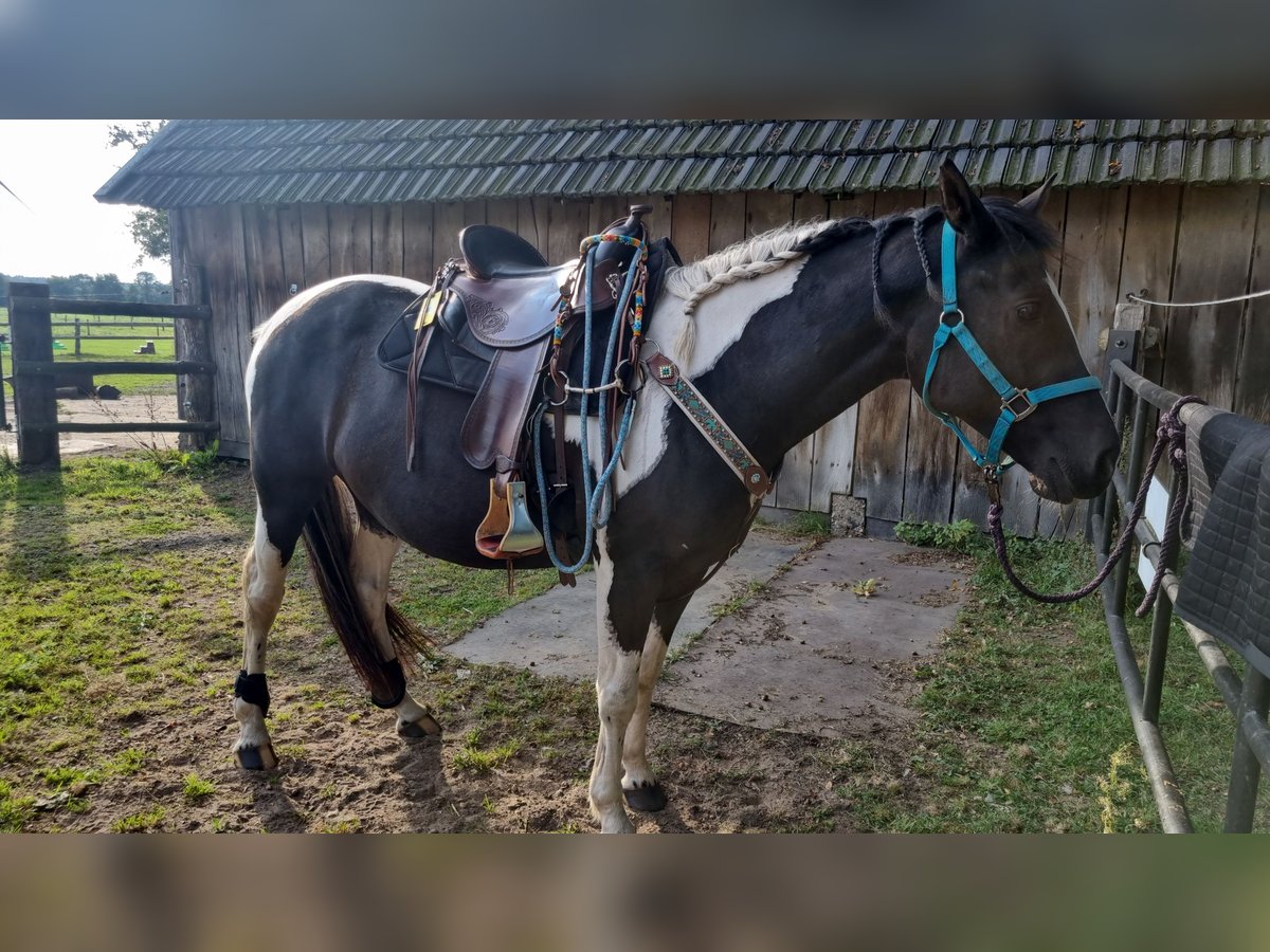 Paint Horse Castrone 7 Anni 152 cm Pezzato in Coesfeld