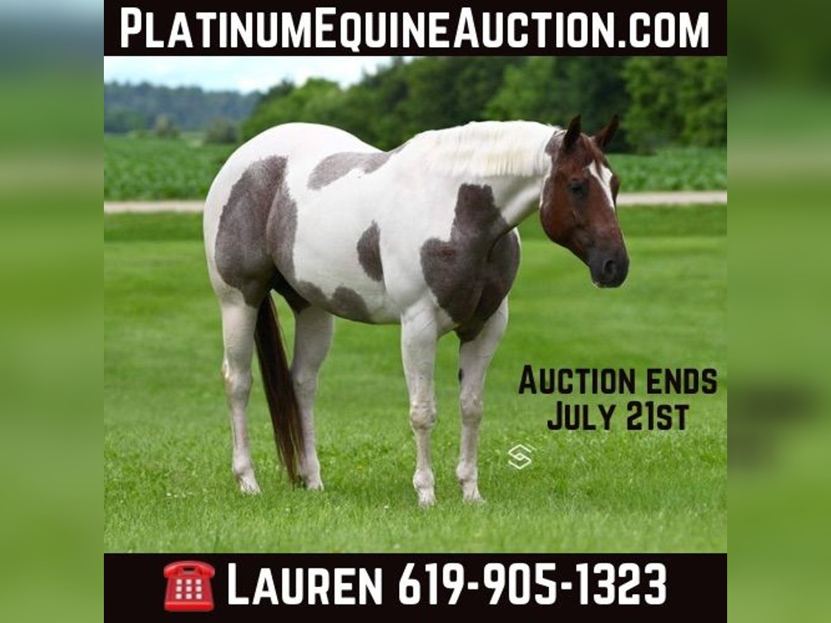 Paint Horse Castrone 7 Anni 155 cm Baio roano in Lakeville MN