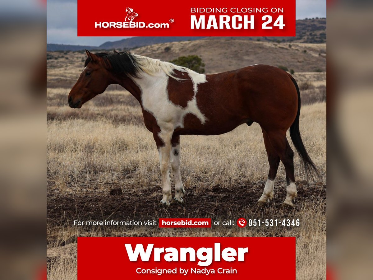 Paint Horse Castrone 7 Anni 155 cm in Camp Verde, AZ