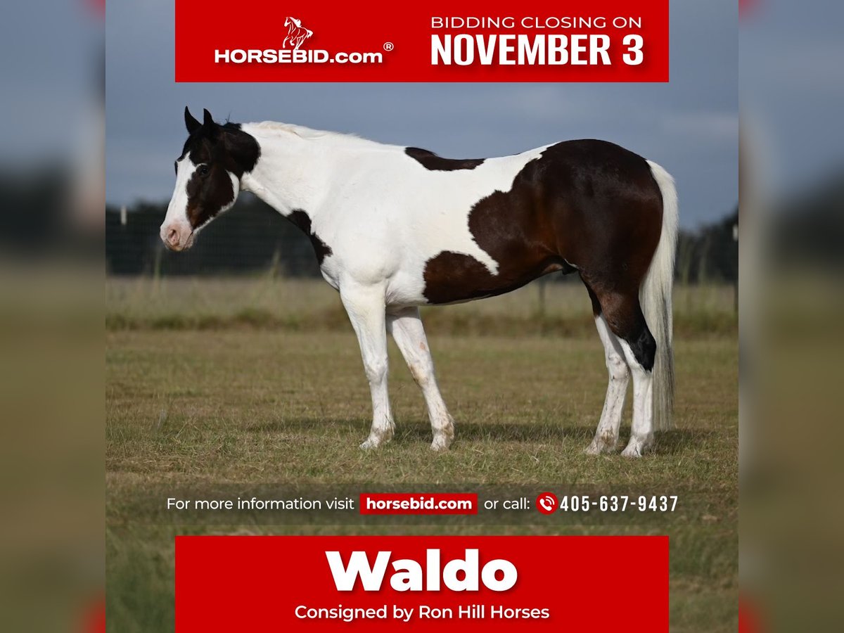 Paint Horse Castrone 7 Anni 157 cm in Mount Vernon, TX Paint Horse Castrone 7 Anni 157 cm in Mount Vernon, TX