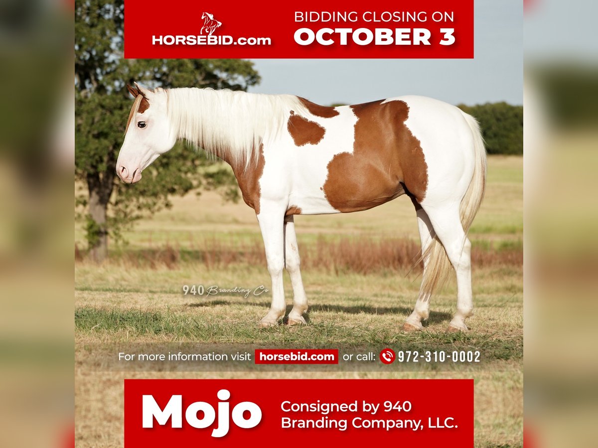 Paint Horse Castrone 8 Anni 147 cm in Addison, TX
