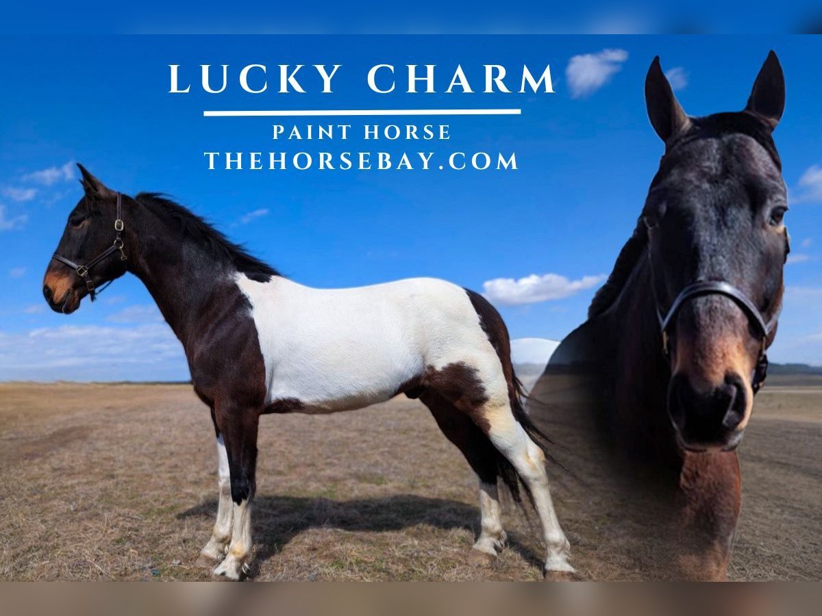 Paint Horse Castrone 8 Anni 155 cm Baio ciliegia in Narvon, PA