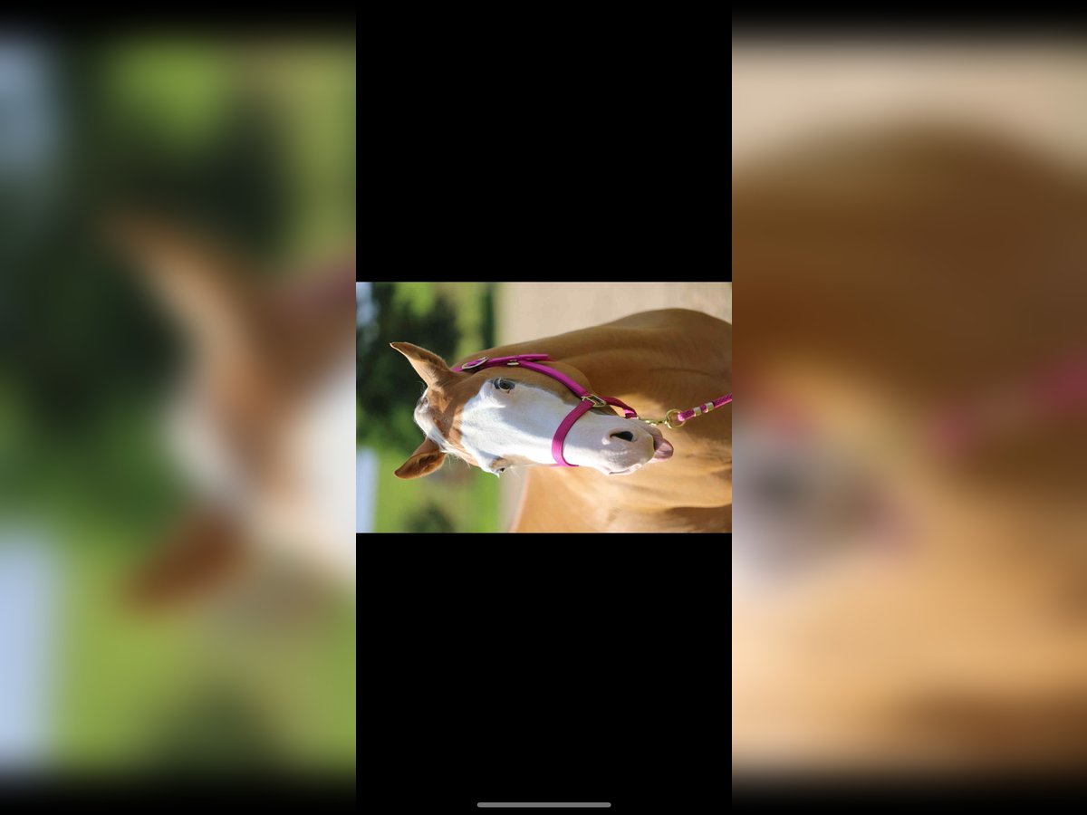 Paint Horse Castrone 8 Anni 155 cm Palomino in Sinsheim Paint Horse Castrone 8 Anni 155 cm Palomino in Sinsheim