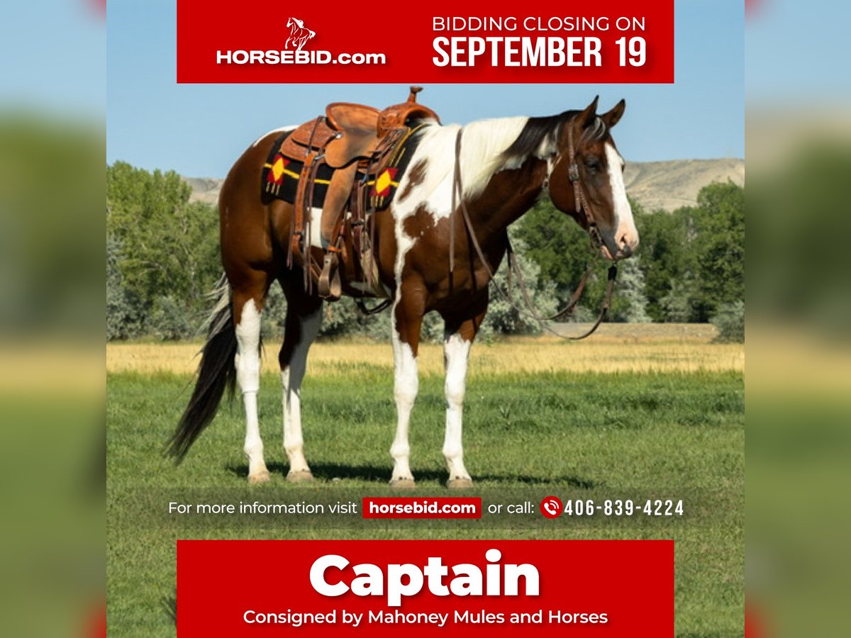 Paint Horse Castrone 8 Anni 160 cm in Bridger, MT