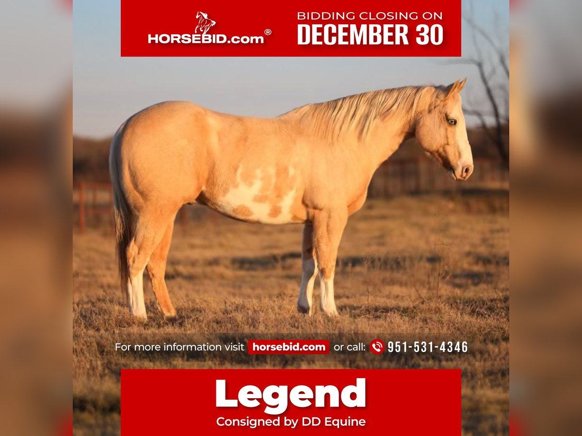 Paint Horse Castrone 9 Anni 152 cm Palomino in Camp Verde, AZ