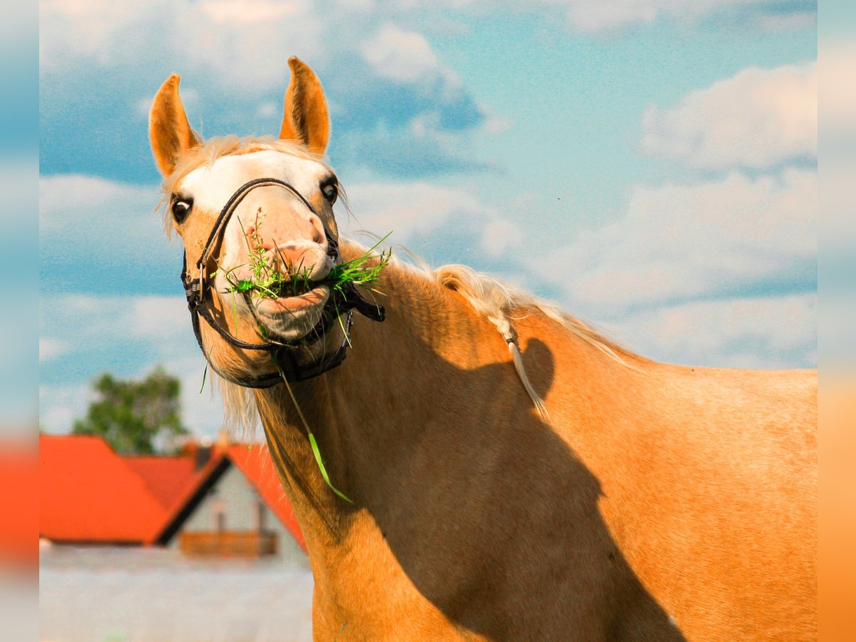 Paint Horse Castrone 9 Anni 157 cm Palomino in Hartheim