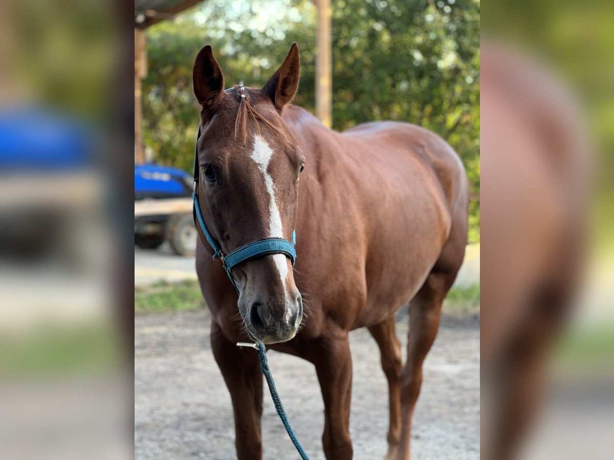 Paint Horse Castrone 9 Anni 160 cm Sauro scuro in Rippach Paint Horse Castrone 9 Anni 160 cm Sauro scuro in Rippach