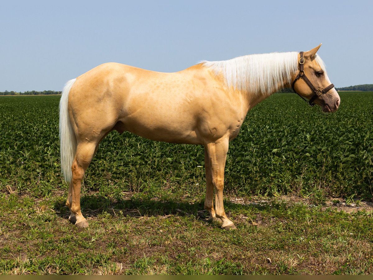 Paint Horse Castrone 9 Anni Palomino in Gibsonburg