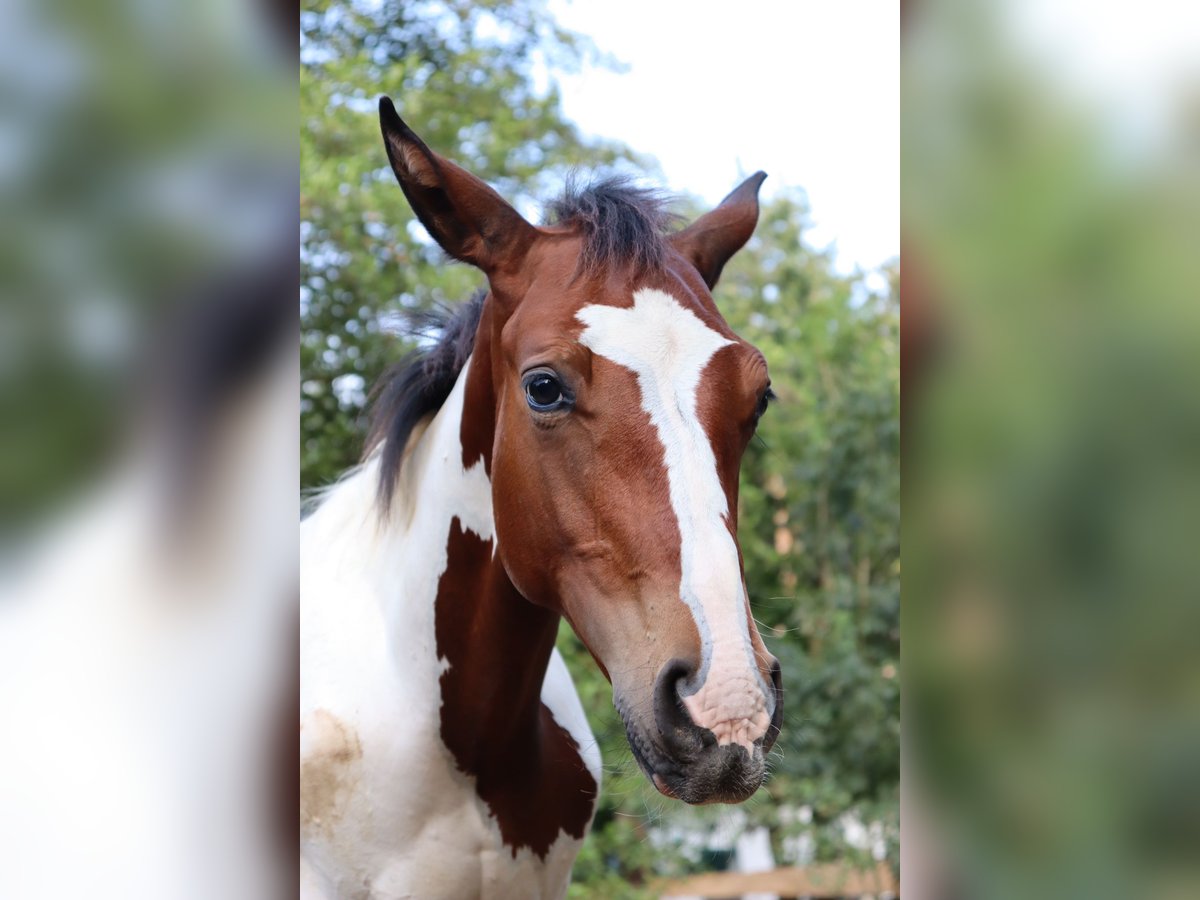 Paint Horse Croisé Étalon 1 Année 140 cm Pinto in Loipersbach im Burgenland