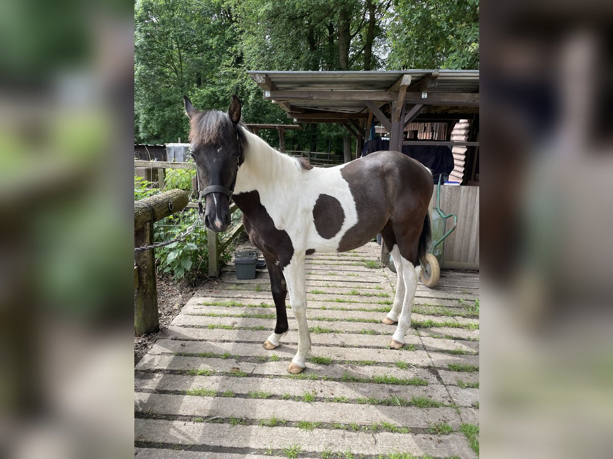 Paint Horse Croisé Étalon 1 Année 140 cm Pinto in Rheine