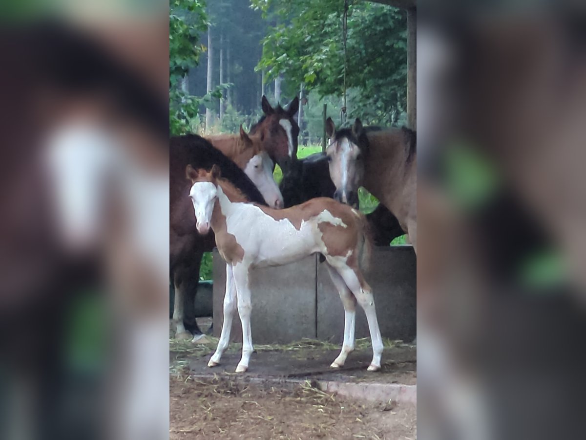 Paint Horse Étalon 1 Année 145 cm Tobiano-toutes couleurs in Dunningen