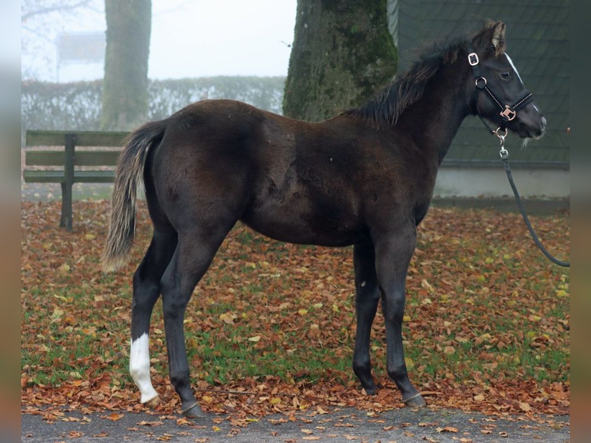 Paint Horse Étalon 1 Année 148 cm Noir in Hellenthal