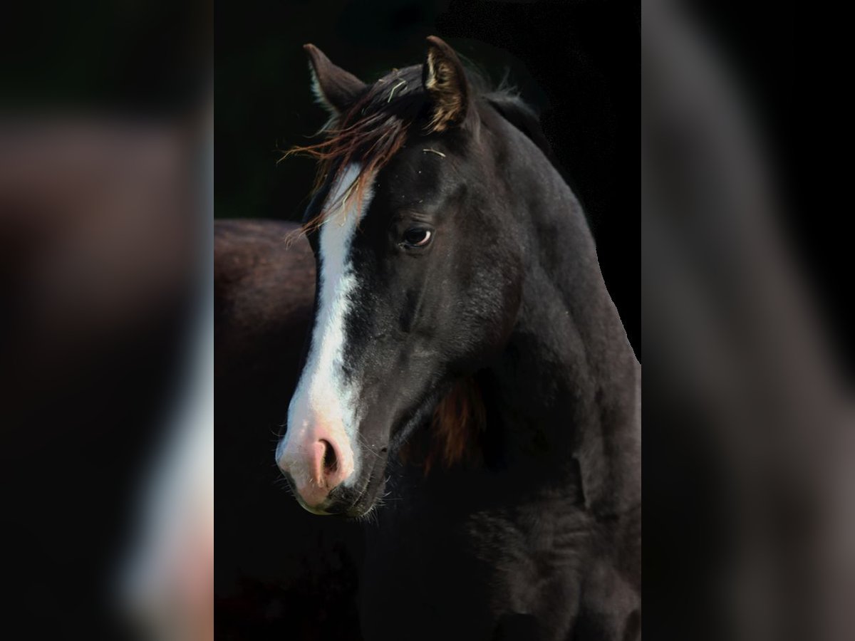 Paint Horse Étalon 1 Année 150 cm Noir in Hellenthal