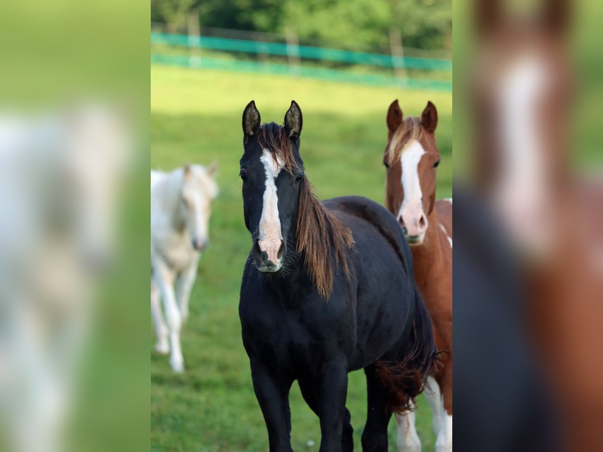 Paint Horse Étalon 1 Année 150 cm Noir in Hellenthal