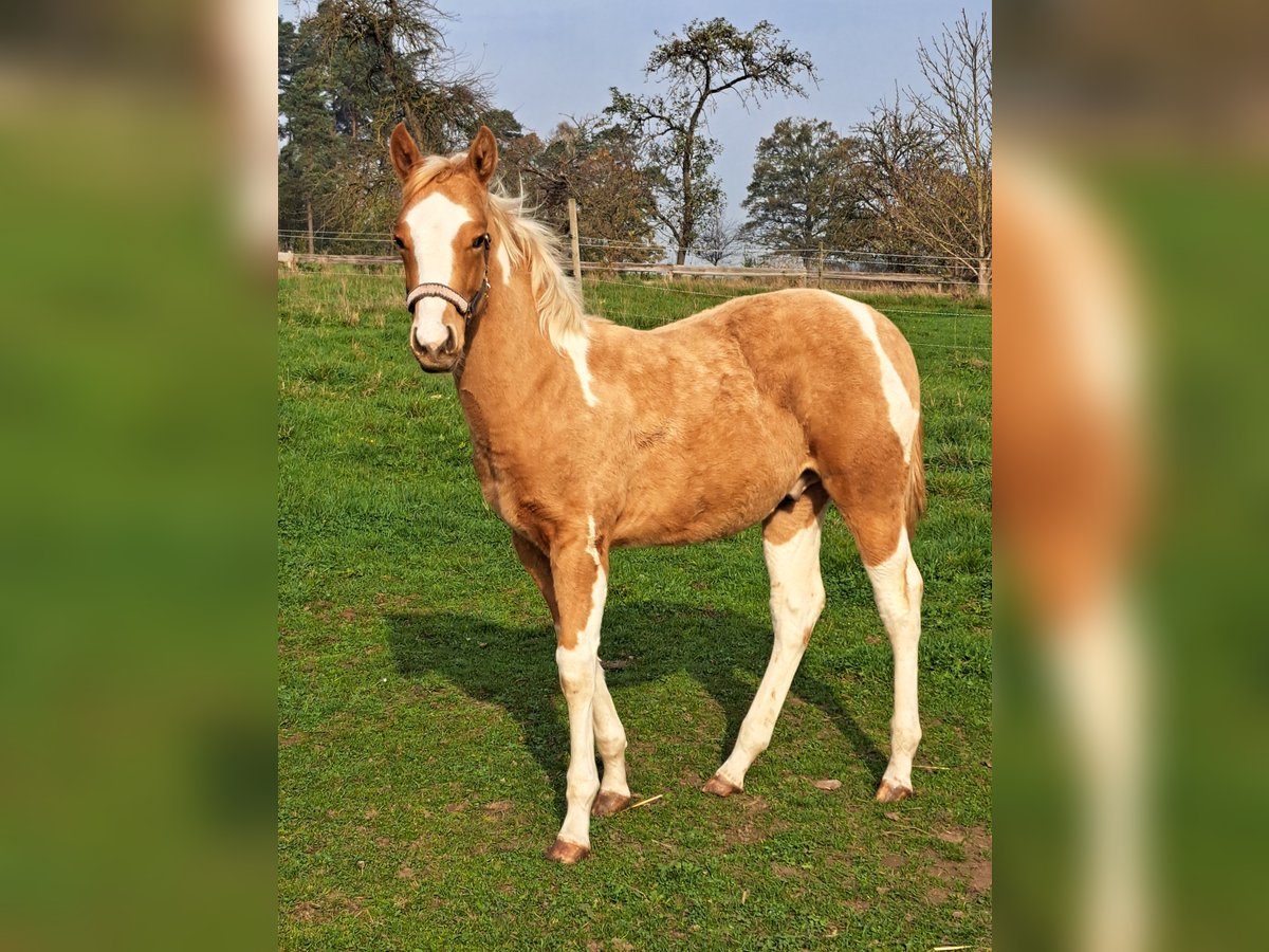 Paint Horse Étalon 1 Année 150 cm Palomino in Bindlach