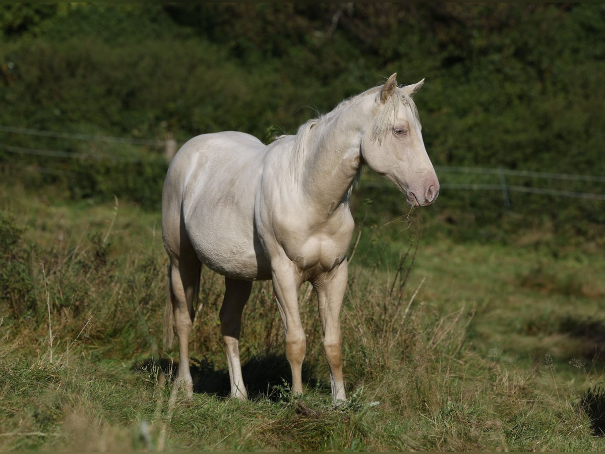 Paint Horse Étalon 1 Année 150 cm Palomino in Rödinghausen