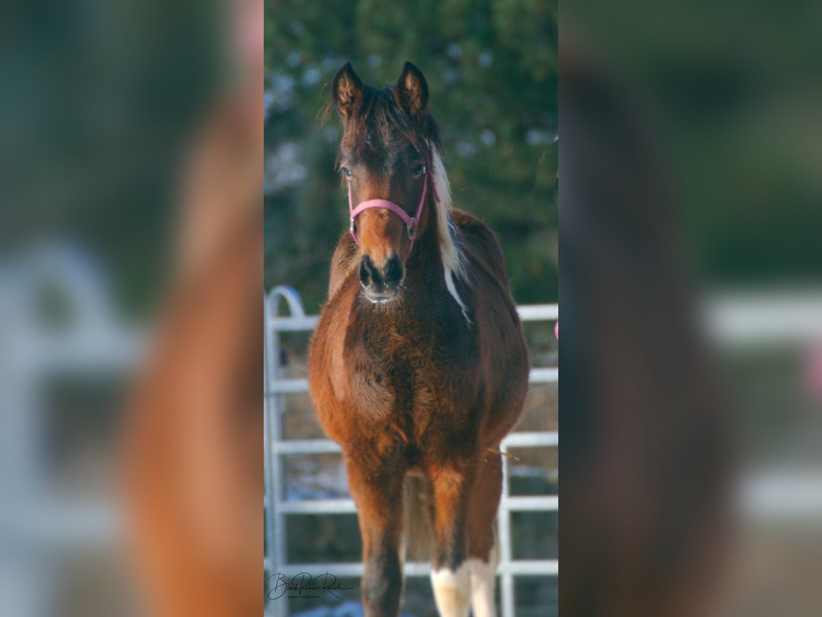 Paint Horse Étalon 1 Année 150 cm Tobiano-toutes couleurs in Mellingen