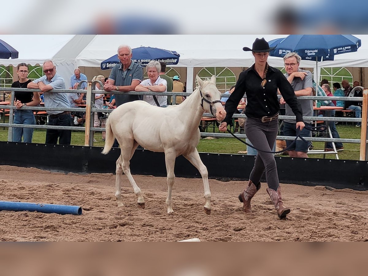 Paint Horse Étalon 1 Année 152 cm Palomino in Eimsheim