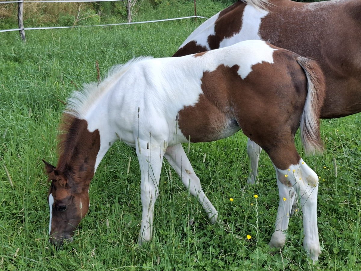 Paint Horse Étalon 1 Année 152 cm Tobiano-toutes couleurs in Auengrund