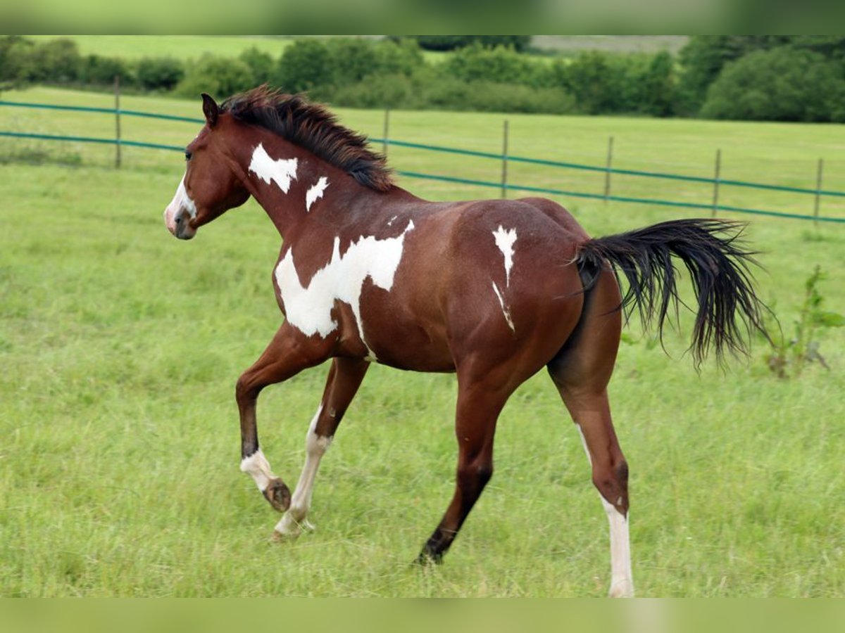 Paint Horse Étalon 1 Année 153 cm Overo-toutes couleurs in Hellenthal