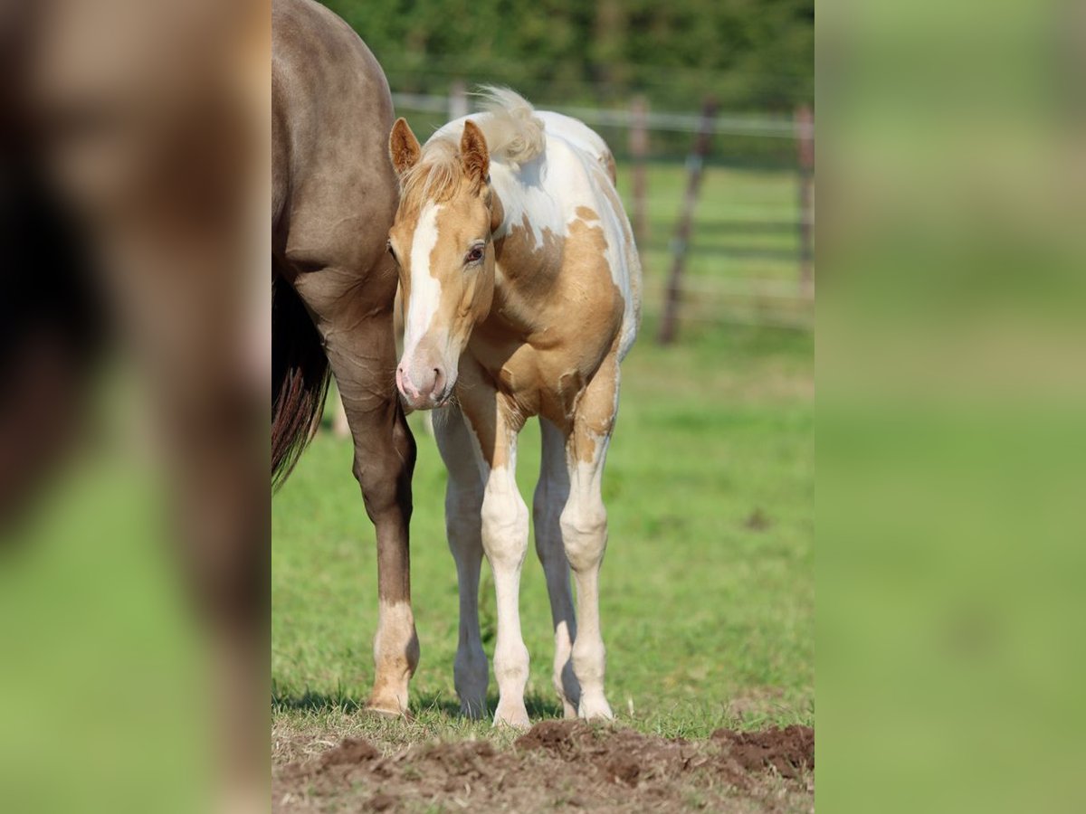 Paint Horse Étalon 1 Année 153 cm in Hellenthal