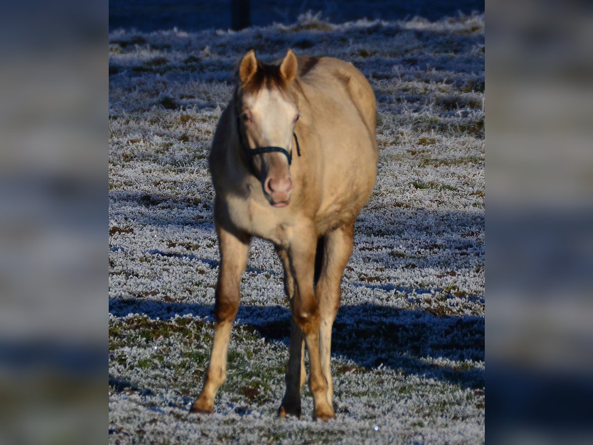 Paint Horse Étalon 1 Année 154 cm Champagne in Buchbach