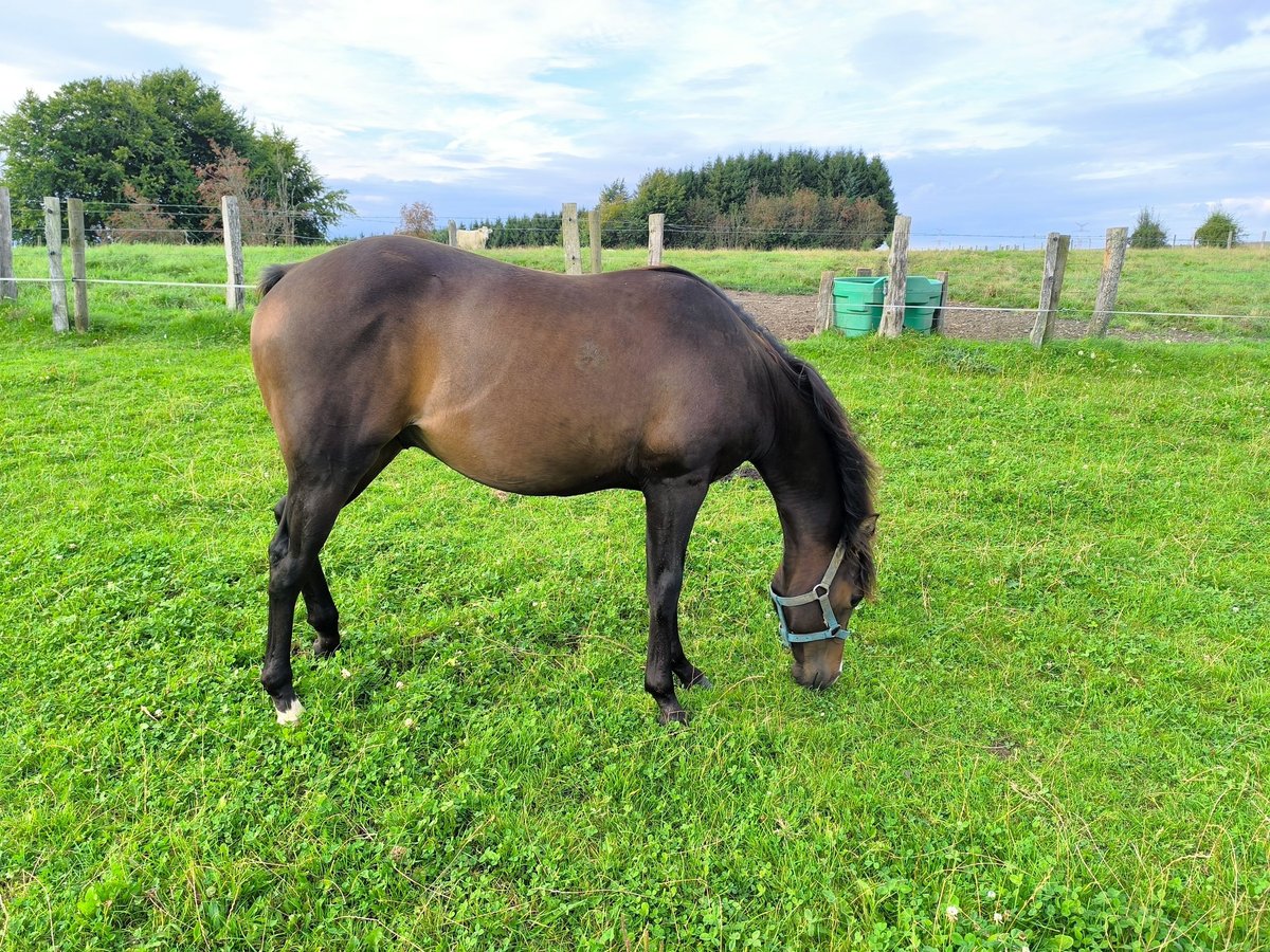 Paint Horse Étalon 1 Année 155 cm Bai brun foncé in Bastogne