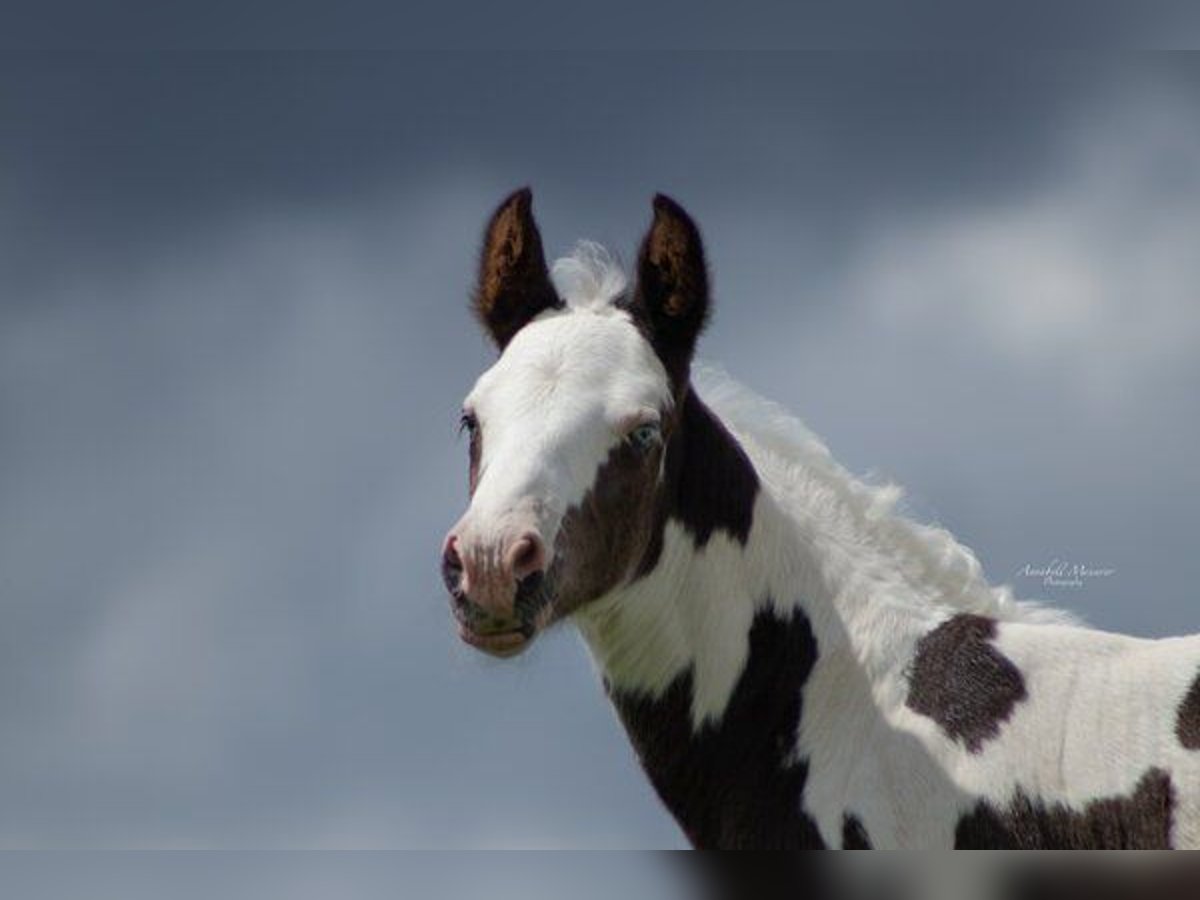 Paint Horse Croisé Étalon 1 Année 155 cm Pinto in Klingenberg am Main