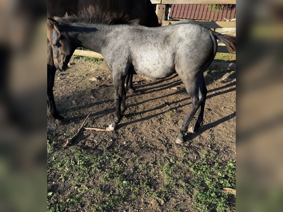 Paint Horse Étalon 1 Année 155 cm Rouan Bleu in Nova Vas, Bloke