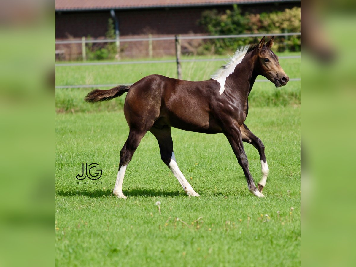 Paint Horse Étalon 1 Année 158 cm Tobiano-toutes couleurs in Aldenhoven